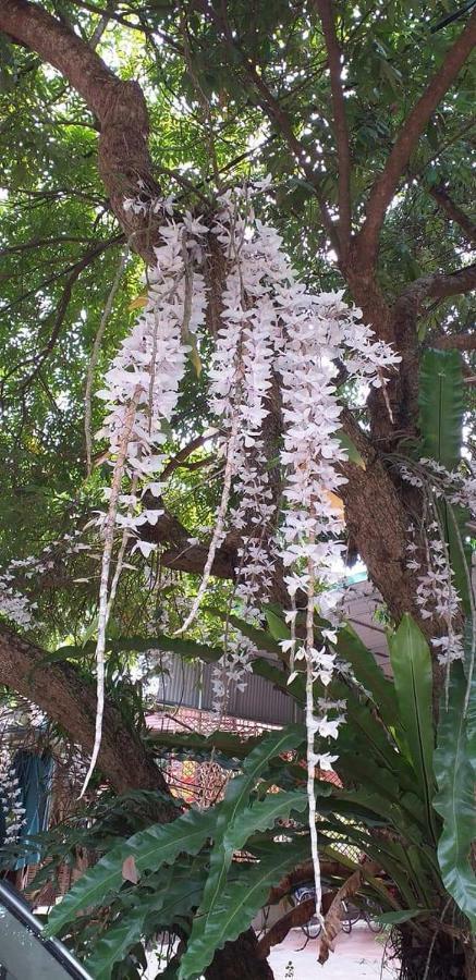 Linh Soi Homestay Mai Chau Exteriör bild